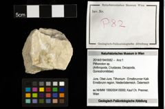 Foto (Objekt + Etiketten) von Pithonoton sp. 